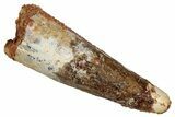 Fossil Spinosaurus Tooth - Real Dinosaur Tooth #333549-1